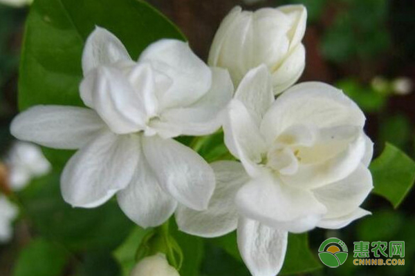 茉莉的养殖方法及修剪-图片版权归惠农网所有