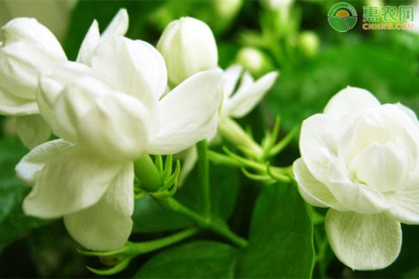 茉莉什么时候开花？茉莉要怎么养？-图片版权归惠农网所有