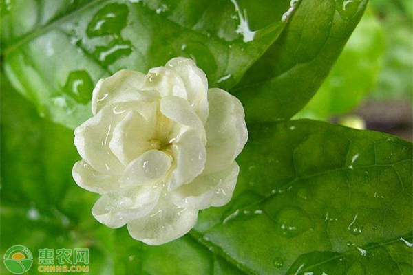 茉莉什么时候开花？茉莉要怎么养？-图片版权归惠农网所有