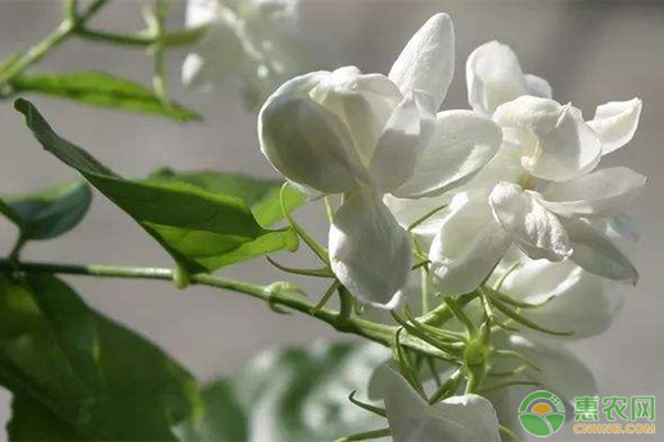 茉莉什么时候开花？茉莉要怎么养？-图片版权归惠农网所有