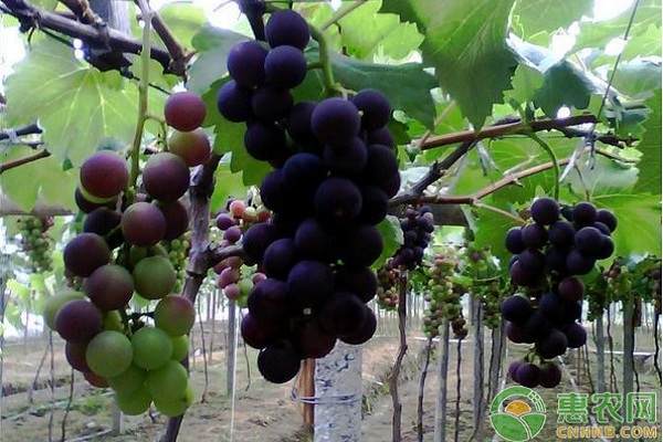 巨峰葡萄有哪些常见病害？巨峰葡萄常见病害及其防治方法-图片版权归惠农网所有