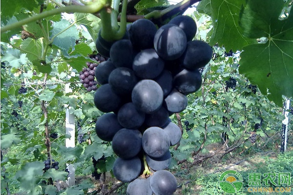 巨峰葡萄有哪些常见病害？巨峰葡萄常见病害及其防治方法-图片版权归惠农网所有