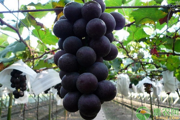 巨峰葡萄怎样管理才能高产？-图片版权归惠农网所有