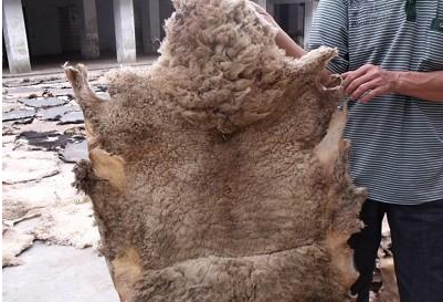 家畜毛皮简易加工流程-图片版权归惠农网所有