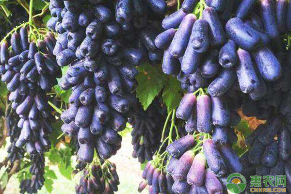 甜蜜蓝宝石葡萄关键栽培技术（附各时期管理要点）-图片版权归惠农网所有