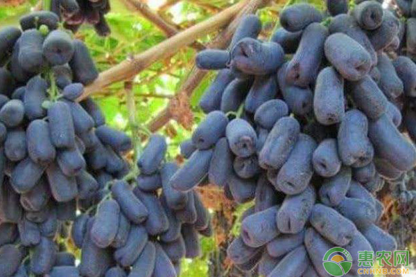 甜蜜蓝宝石葡萄关键栽培技术（附各时期管理要点）-图片版权归惠农网所有