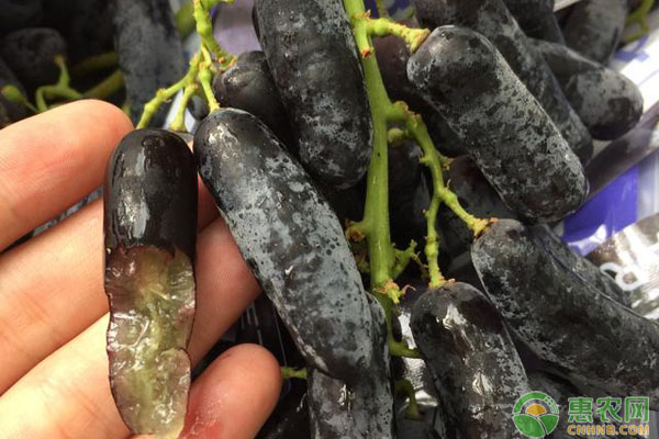 蓝宝石葡萄种植的优点在哪？栽培要如何管理？-图片版权归惠农网所有