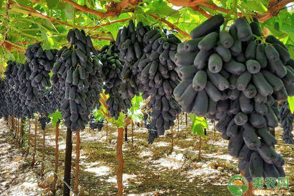 蓝宝石葡萄种植的优点在哪？栽培要如何管理？-图片版权归惠农网所有
