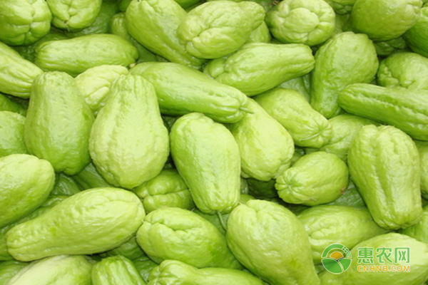 佛手瓜的播种方法有哪些？-图片版权归惠农网所有