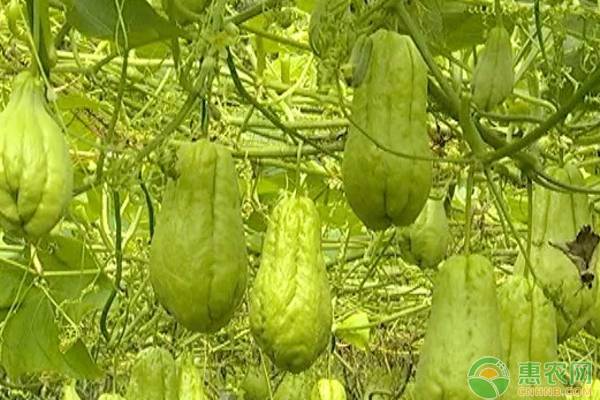 佛手瓜种植方法和时间-图片版权归惠农网所有