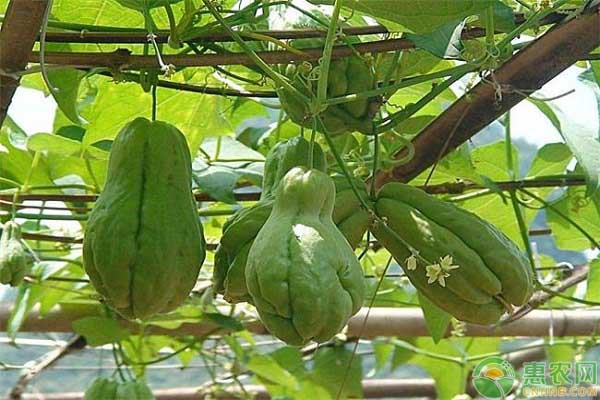 佛手瓜种植环境和条件-图片版权归惠农网所有