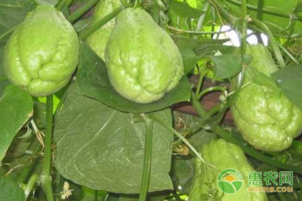 佛手瓜种植环境和条件-图片版权归惠农网所有