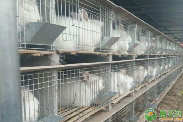 肉兔45日龄出栏及百日出栏养殖技术介绍-图片版权归惠农网所有
