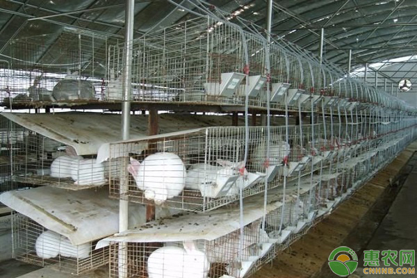 肉兔45日龄出栏及百日出栏养殖技术介绍-图片版权归惠农网所有