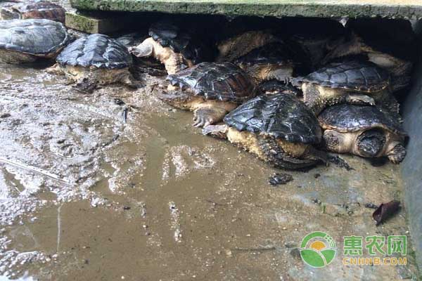 鳄鱼龟养殖技术方法-图片版权归惠农网所有