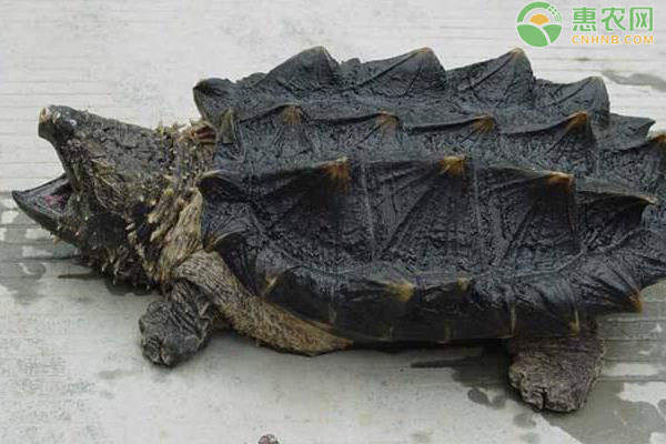 鳄鱼龟的温室养殖技术-图片版权归惠农网所有