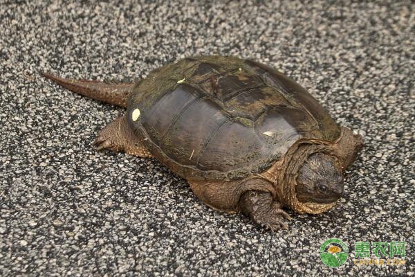 鳄鱼龟的温室养殖技术-图片版权归惠农网所有