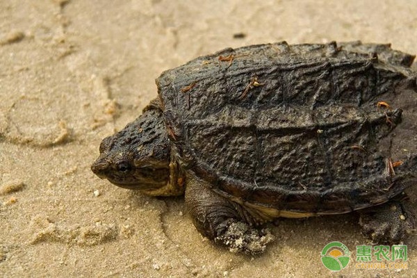 鳄鱼龟的温室养殖技术-图片版权归惠农网所有