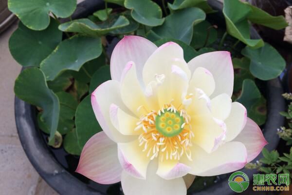 碗莲水培的种植方法-图片版权归惠农网所有