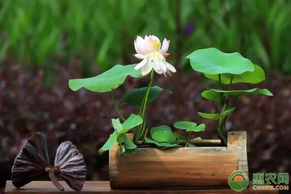 碗莲水培的种植方法-图片版权归惠农网所有