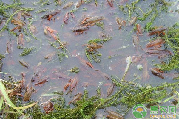 稻虾连作的技术要点详解-图片版权归惠农网所有
