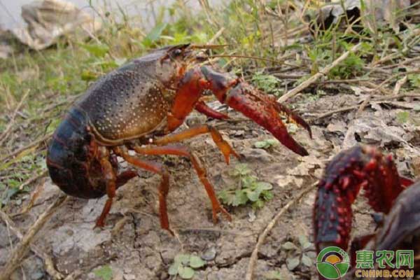 稻虾连作的技术要点详解-图片版权归惠农网所有