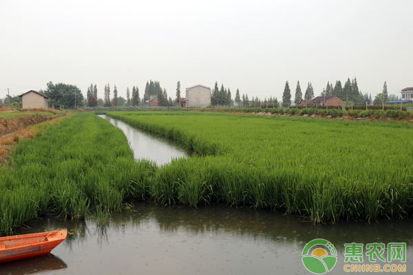 虾稻混养技术要点-图片版权归惠农网所有