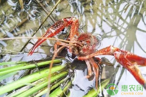 虾稻混养技术要点-图片版权归惠农网所有