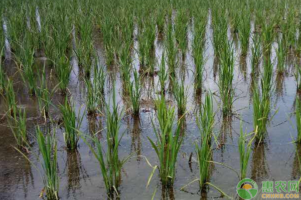 稻田养虾技术五要点-图片版权归惠农网所有
