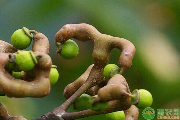 拐枣种植技术和方法-图片版权归惠农网所有
