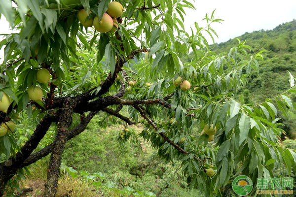 水蜜桃优质高产栽培技术-图片版权归惠农网所有