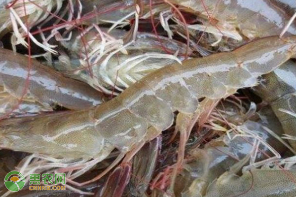 对虾的养殖技术和方法-图片版权归惠农网所有