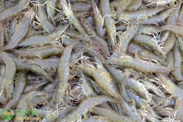 大棚养殖对虾成活率有多少？如何养殖对虾？-图片版权归惠农网所有