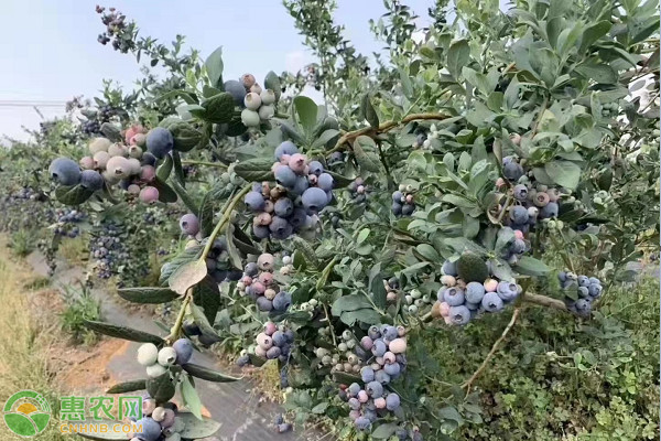 蓝莓的种植方法与技术-图片版权归惠农网所有