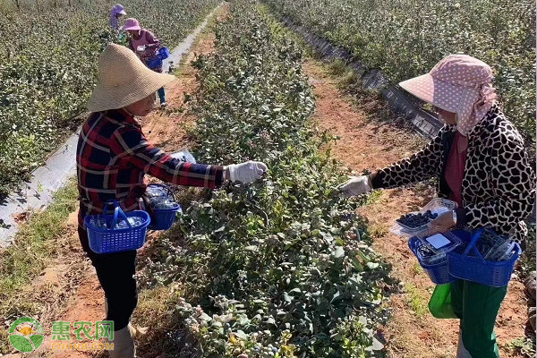 蓝莓的种植方法与技术-图片版权归惠农网所有