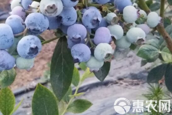 蓝莓种植条件及方法-图片版权归惠农网所有