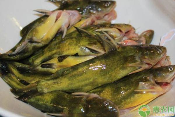 黄骨鱼苗培育技术要点-图片版权归惠农网所有