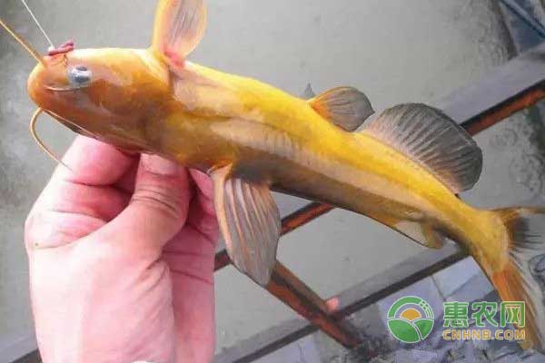 黄骨鱼苗培育技术要点-图片版权归惠农网所有