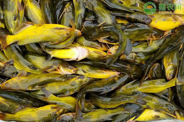 养黄骨鱼水要多深？如何养好黄骨鱼？-图片版权归惠农网所有