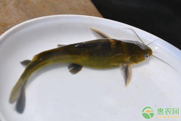 黄骨鱼苗培育技术要点-图片版权归惠农网所有