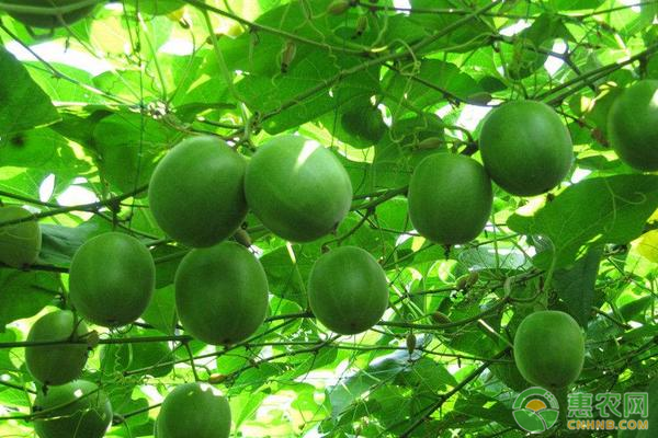 高产罗汉果需要掌握的种植技巧有哪些？-图片版权归惠农网所有