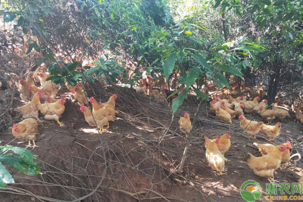 三黄肉鸡饲养方式有几种？要注意什么？-图片版权归惠农网所有