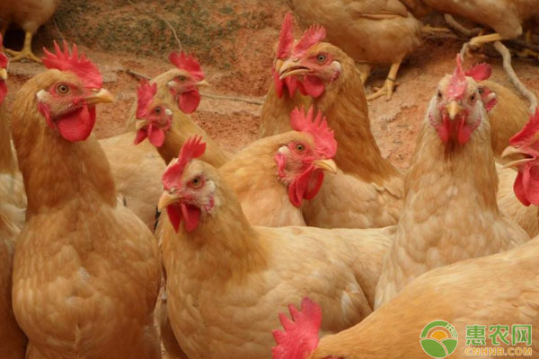 三黄肉鸡饲养方式有几种？要注意什么？-图片版权归惠农网所有