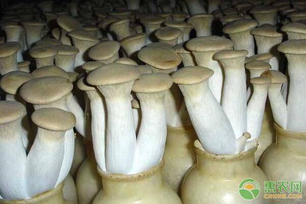 杏鲍菇栽培技术要点-图片版权归惠农网所有