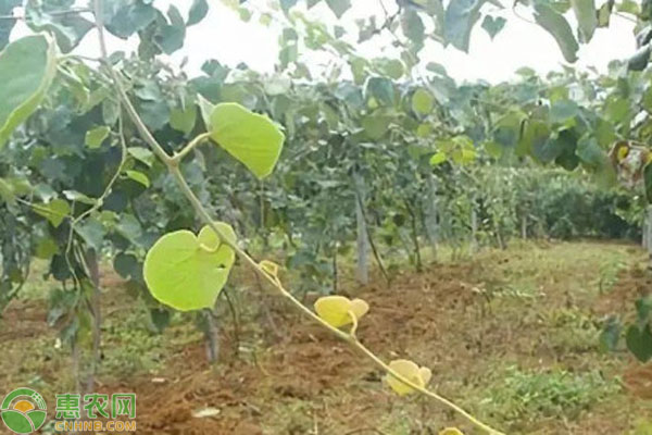猕猴桃的栽培技术-图片版权归惠农网所有