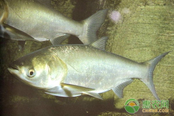 白鲢鱼怎么养？白鲢鱼养殖技术-图片版权归惠农网所有