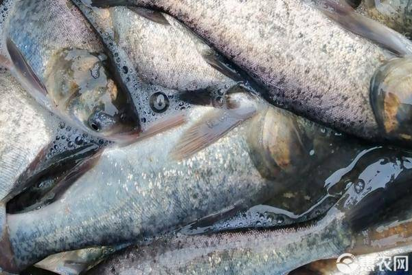 白鲢鱼养殖的方法及技术-图片版权归惠农网所有