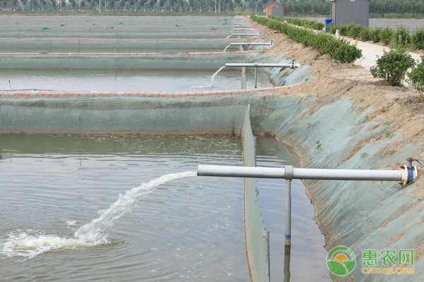 白鲢鱼养殖的方法及技术-图片版权归惠农网所有