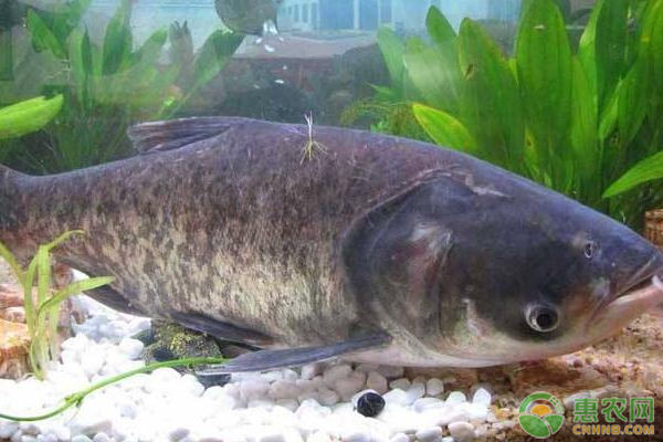 鲢鱼苗人工繁殖技术-图片版权归惠农网所有