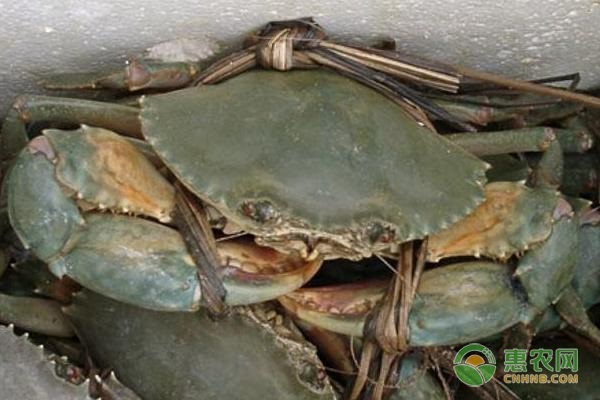 青蟹属于什么档次？-图片版权归惠农网所有